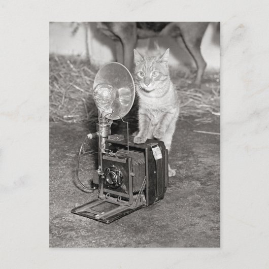 Katze mit Kamera, 1936 Postkarte (Vorderseite)
