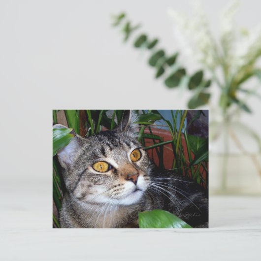 Katze mit Kupferaugen/ Katzenlängen Postkarte (Stehend Vorderseite)