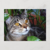 Katze mit Kupferaugen/ Katzenlängen Postkarte (Vorderseite)