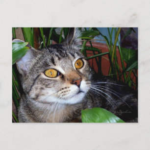 Katze mit kupferfarbenen Augen/ Katzenliebhaber-Po Postkarte
