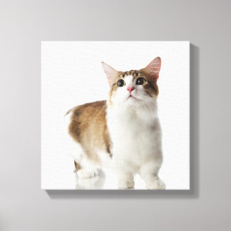Katze mit kurzen Füßen Leinwanddruck