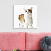 Katze mit kurzen Füßen Leinwanddruck (Insitu (Wohnzimmer))