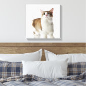 Katze mit kurzen Füßen Leinwanddruck (Insitu (Schlafzimmer))