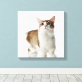 Katze mit kurzen Füßen Leinwanddruck (Insitu (Holzboden))