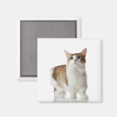 Katze mit kurzen Füßen Magnet (Vorderseite/Rückseite)