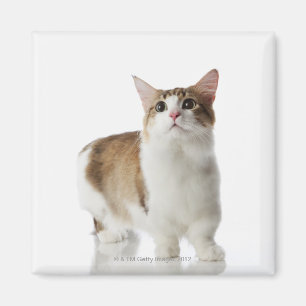 Katze mit kurzen Füßen Magnet