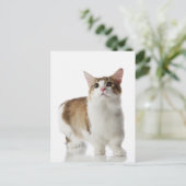Katze mit kurzen Füßen Postkarte (Stehend Vorderseite)