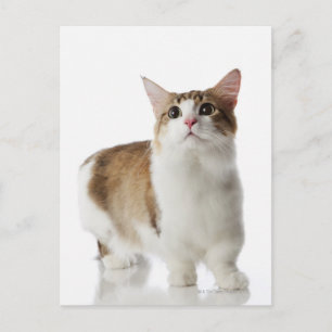 Katze mit kurzen Füßen Postkarte