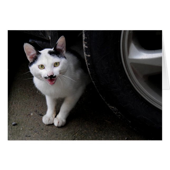 Katze mit Mustache (Vorderseite (Horizontal))