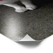 Katze mit Mustache Fotodruck (Ecke)