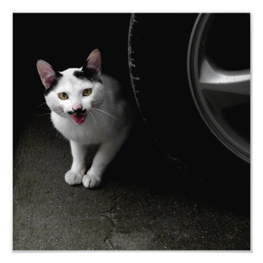 Katze mit Mustache Fotodruck (Vorne)