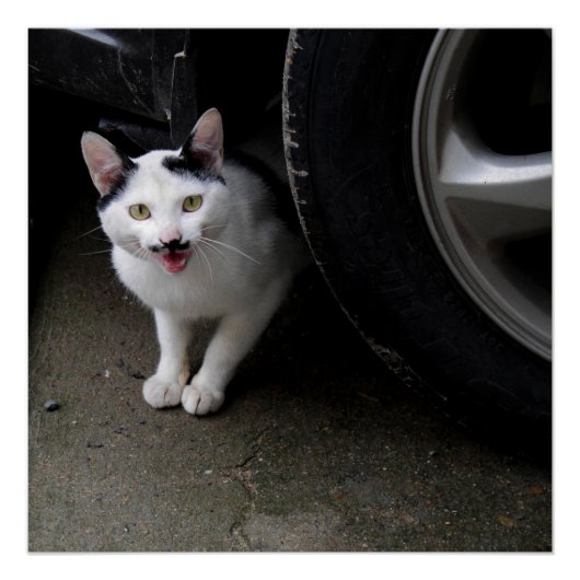 Katze mit Mustache Poster (Vorderseite)