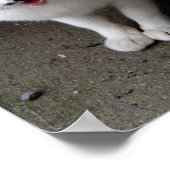 Katze mit Mustache Poster (Ecke)
