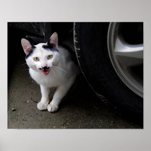 Katze mit Mustache Poster (Vorne)
