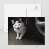Katze mit Mustache Postkarte (Vorne/Hinten)