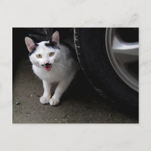 Katze mit Mustache Postkarte