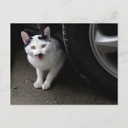 Katze mit Mustache Postkarte (Vorderseite)