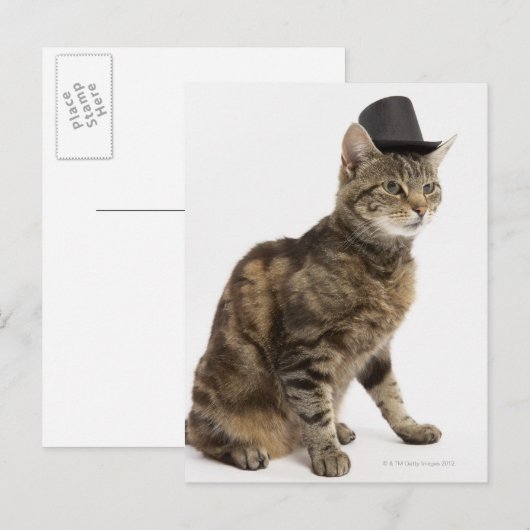 Katze mit Oberhut Postkarte (Vorne/Hinten)