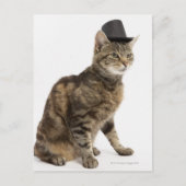 Katze mit Oberhut Postkarte (Vorderseite)