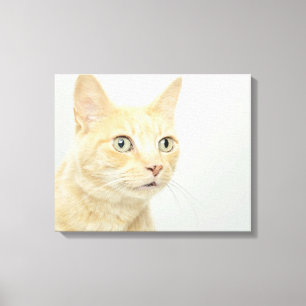 Katze mit offenen Augen Leinwanddruck