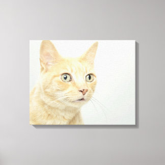 Katze mit offenen Augen Leinwanddruck