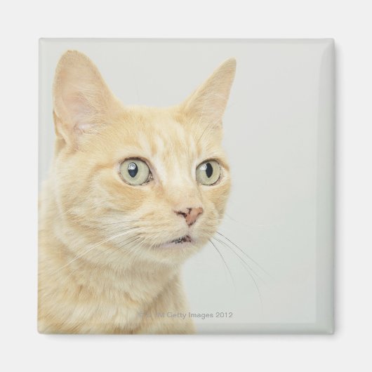 Katze mit offenen Augen Magnet (Vorne)