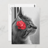 Katze mit Rose Postkarte (Vorne/Hinten)