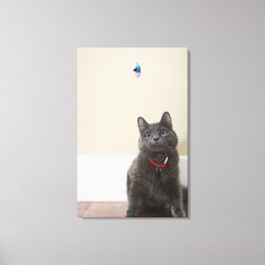 Katze mit Spielzeug Leinwanddruck (Vorderseite)