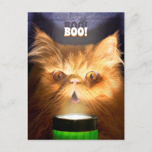 Katze mit Taschenlampe Einladungspostkarte