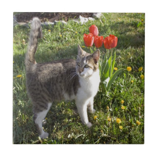 Katze mit Tulpen Fliese