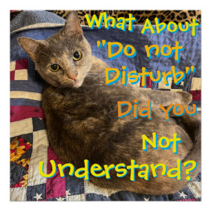 Katze mit Verhaltenposter Poster