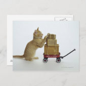 Katze mit Wagen und Kisten Postkarte (Vorne/Hinten)