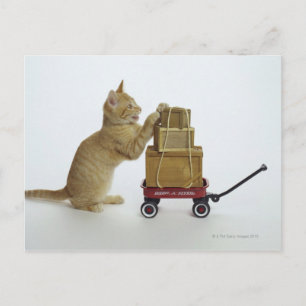 Katze mit Wagen und Kisten Postkarte