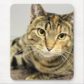 Katze Mousepad (Vorne)