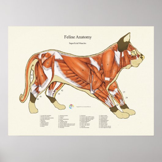 Katze Muskelanatomie Veterinärdiagramm Poster (Vorne)