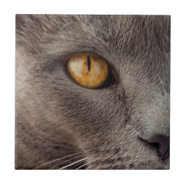 Katze Nahe dekorative Tile Fliese