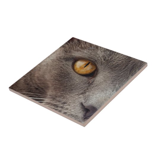 Katze Nahe dekorative Tile Fliese (Seite)