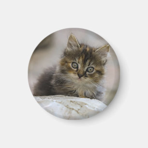 Katze, Natur, Hauskatze Magnet