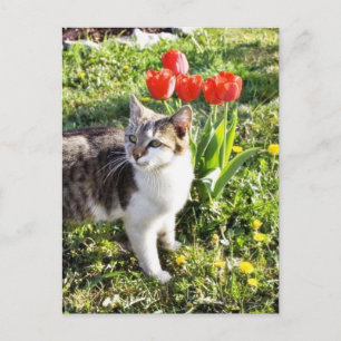 Katze neben den roten Tulpen im Garten Postkarte