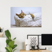 Katze Nickerchen 4 Plakat Premium Leinwand (Glanz) (Heimbüro)