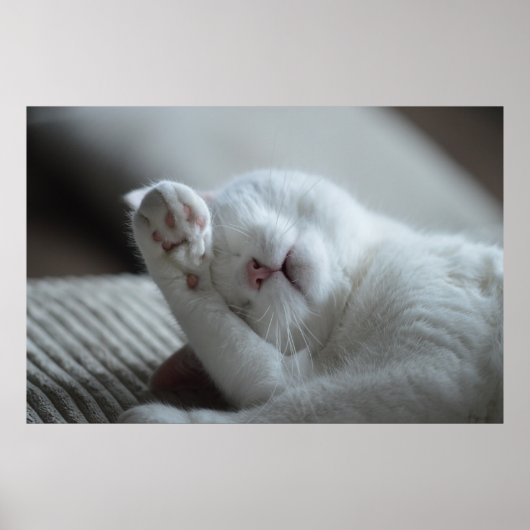 Katze Nickerchen 6 Plakat Premium Leinwand (Glanz) (Vorne)