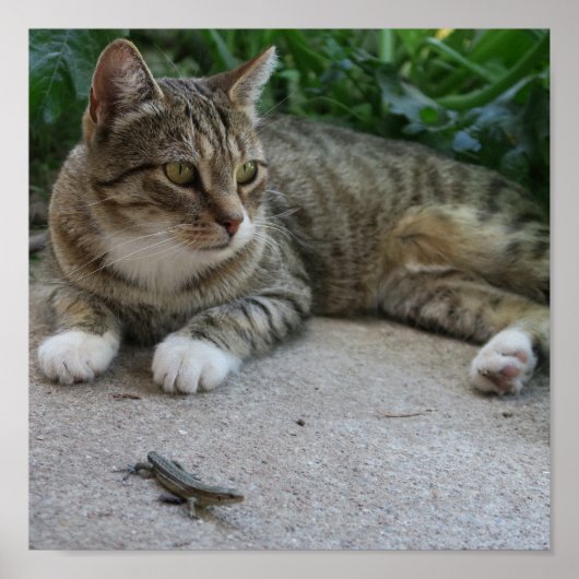 Katze, niedlich, Haustier, Graue, Zorn, Haustier,  Poster (Vorne)