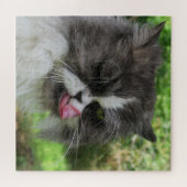 Katze, niedlich, Haustier, Graue, Zorn, Haustier,  Puzzle (Horizontal)