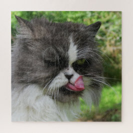 Katze, niedlich, Haustier, Graue, Zorn, Haustier, Puzzle