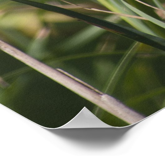 Katze o' neun Schwanz Poster (Ecke)