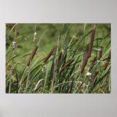 Katze o' neun Schwanz Poster (Vorne)