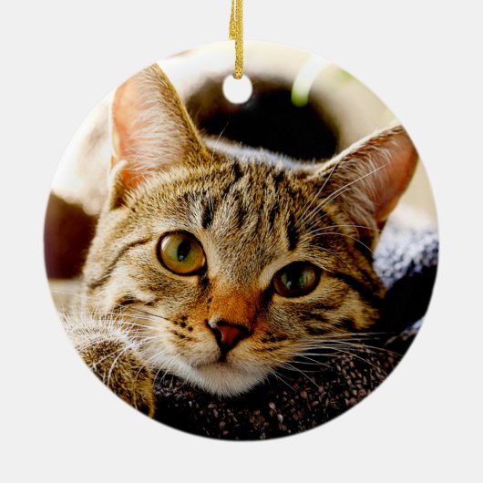 Katze oder Hundekatze Liebliches Memorial Keepake  Keramik Ornament (Hinten)