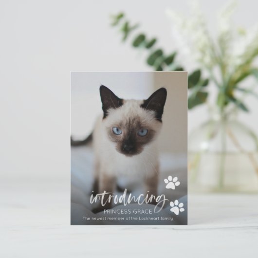 Katze oder Kitten Adoption Foto-Karte, Einführung  Postkarte (Stehend Vorderseite)