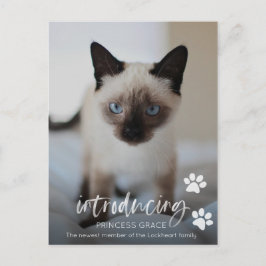 Katze oder Kitten Adoption Foto-Karte, Einführung  Postkarte