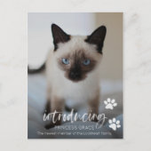 Katze oder Kitten Adoption Foto-Karte, Einführung  Postkarte (Vorderseite)